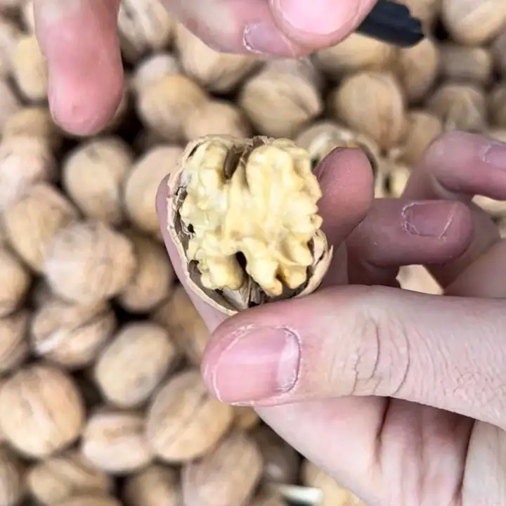 Yeni Mahsül Yerli Kabuklu Ceviz 5Kg