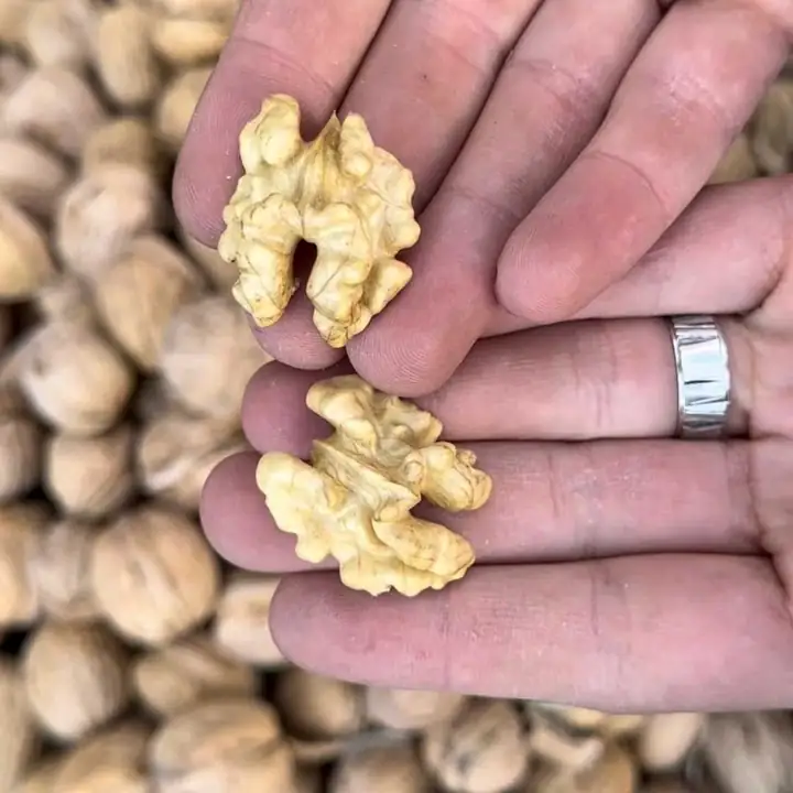 Yeni Mahsül Yerli Kabuklu Ceviz 5Kg